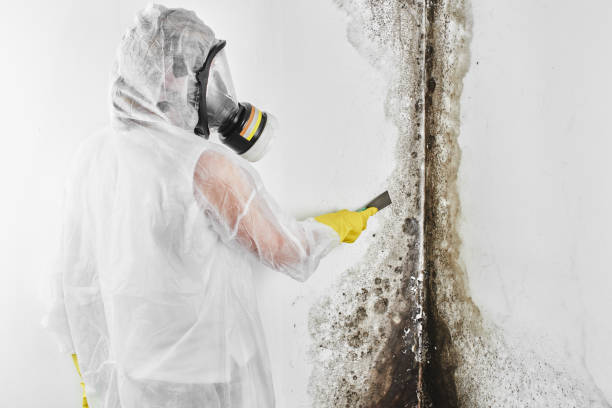 Best Health and Safety Mold Remediation in Anza, CA