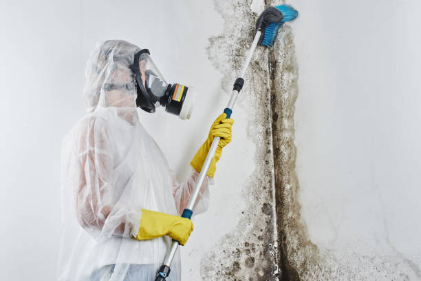 Best Health and Safety Mold Remediation in Anza, CA