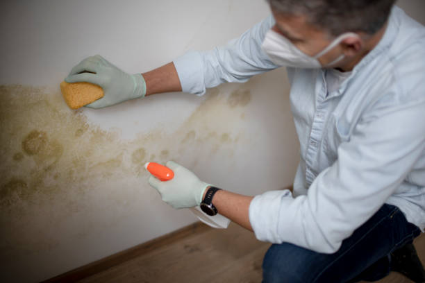 Best Black Mold Remediation in Anza, CA