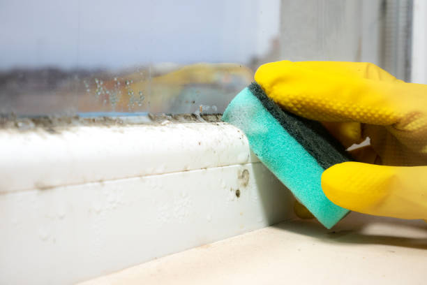 Best Mold Remediation for Schools in Anza, CA