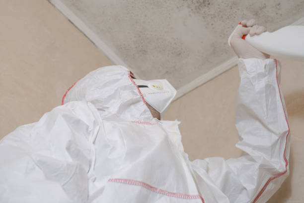 Best Residential Mold Remediation in Anza, CA