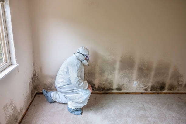 Best Mold Testing and Inspection Services in Anza, CA