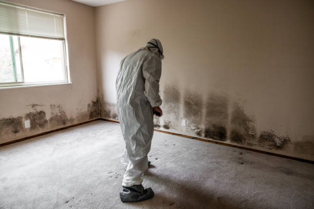 Best DIY Mold Remediation Support Services in Anza, CA